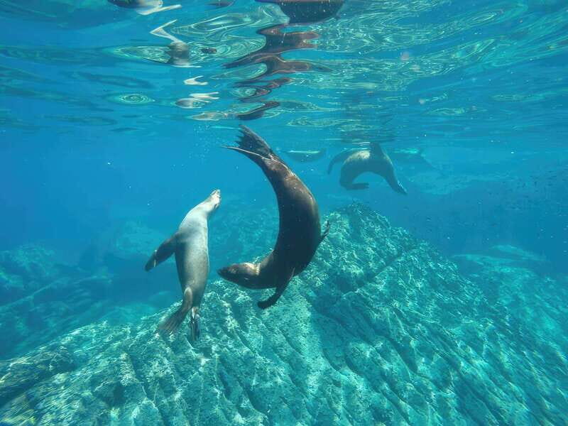 La Paz: Sea Lion Snorkeling at Espirtu Santo Island - Key Points