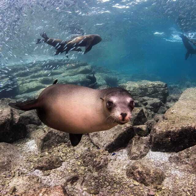 La Paz: Sea Lion Snorkeling at Espirtu Santo Island - The Experience and the Reviews