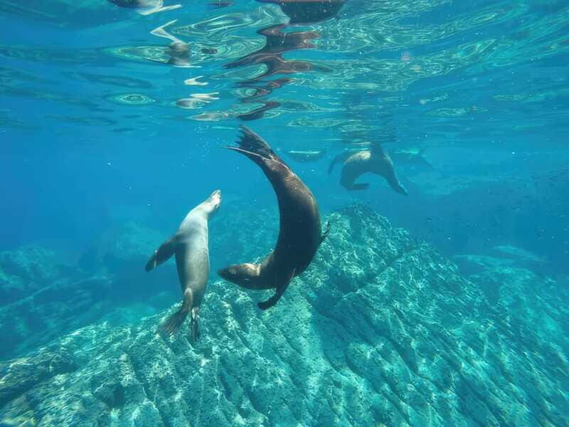 La Paz: Sea Lion Snorkeling at Espirtu Santo Island - The Value and Who It’s For