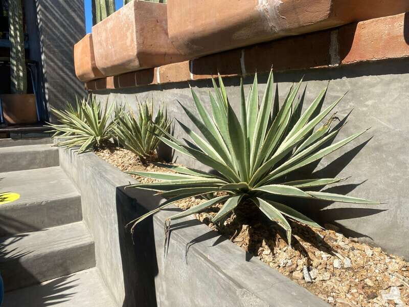 La Paz: Todos Santos Day Trip - Frequently Asked Questions