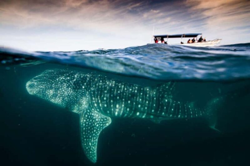 La Paz: Whale Shark and Sea Lions Snorkeling Tour - Key Points