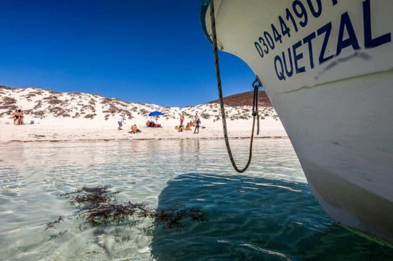 La Paz: Whale Shark and Sea Lions Snorkeling Tour - Practical Tips for Your Trip