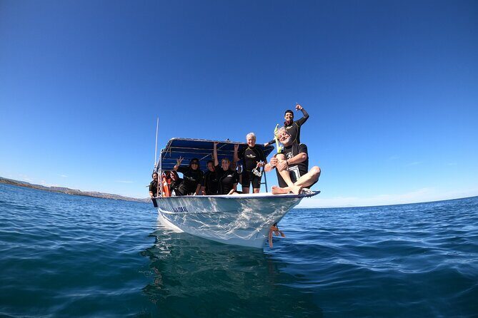La Paz Whale Shark Snorkeling Tour and Lunch From Los Cabos - Observing Marine Life and Relaxing Rest