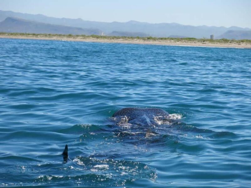 La Paz: Whale Shark Snorkeling Tour - What Do the Reviews Say?