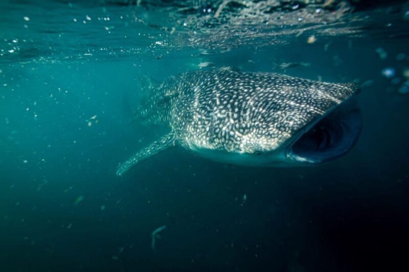 La Paz: Whale Shark Snorkeling Tour - Final Thoughts