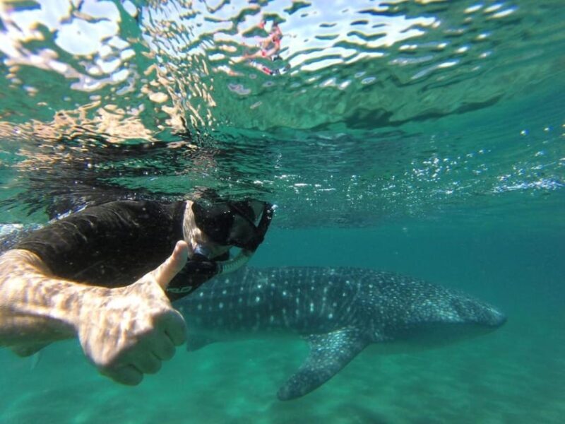 La Paz: Whale Shark Snorkeling Tour - FAQ