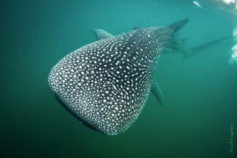 La Paz: Whale Shark Swimming Adventure with Marine Biologist - An In-Depth Look at the Whale Shark Snorkeling Tour