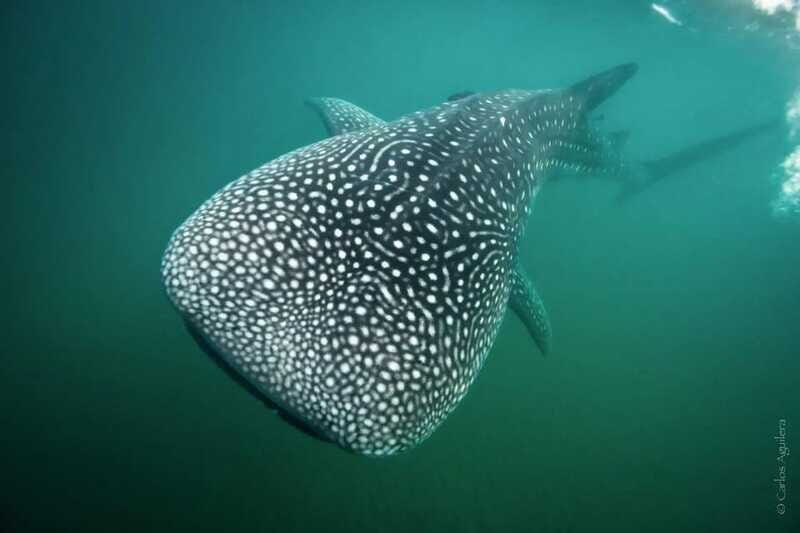 La Paz: Whale Shark Swimming Adventure with Marine Biologist - Final Thoughts