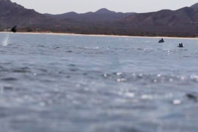 La Paz Wildlife Ocean Safari & Beach Club Leisure in La Ventana - Analyzing the Value: Is It Worth It?