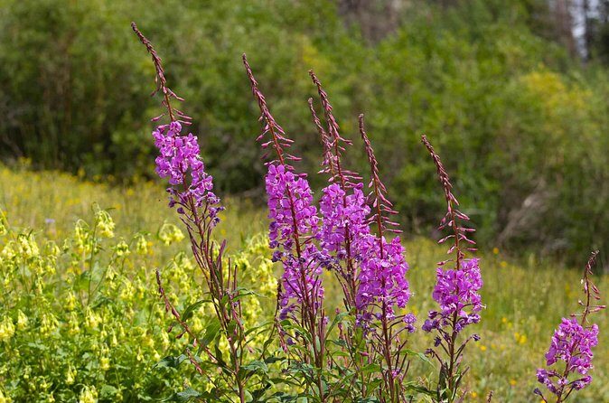 La Plata Canyon Jeep Tour in Colorado - Practical Details and Tips