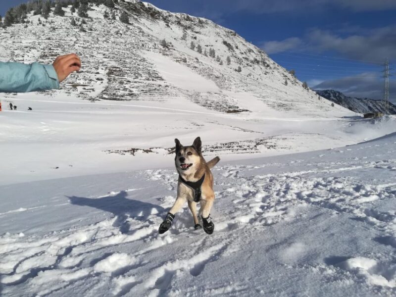 La Raya: Fuentes de Invierno Snowshoe Walk - Equipment, Safety, and Practical Tips