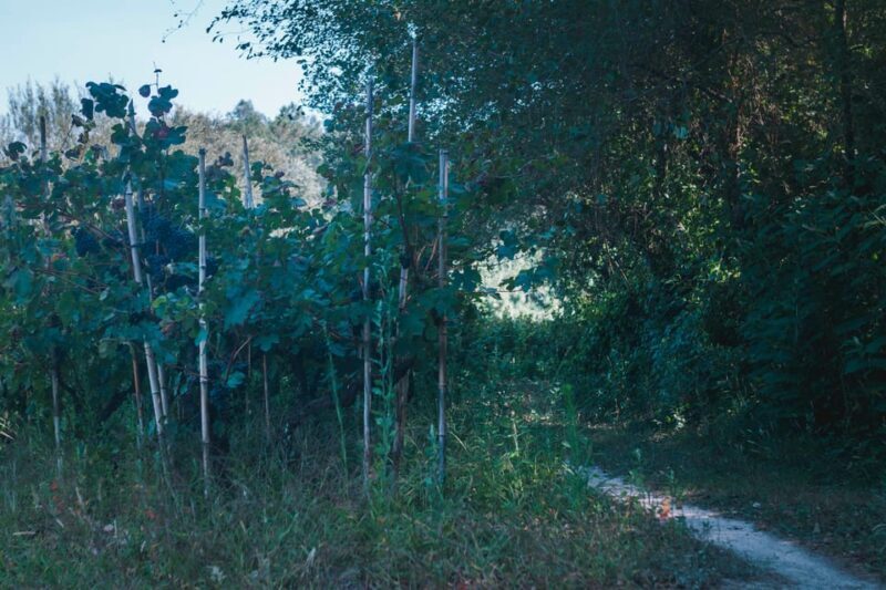 Lagoa da Ervedeira E-bike and Stand Up Paddle tour - Final Thoughts: Is This Tour Right for You?