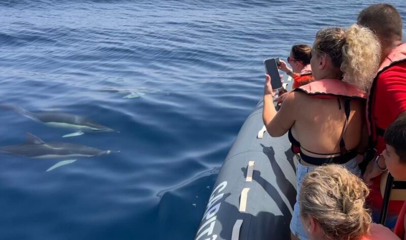 Lagoa: Dolphins Expedition with biologist guide on board - An In-Depth Look at the Experience