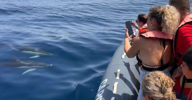 Lagoa: Dolphins Expedition with biologist guide on board - Value for Money