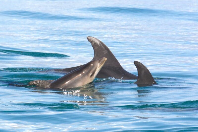 Lagoa: Dolphins Expedition with biologist guide on board - Who Will Love This Tour?