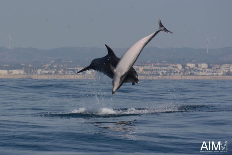 Lagoa: Dolphins Expedition with biologist guide on board - Final Thoughts