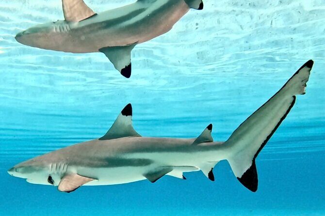 Lagoon and Marine Wildlife Tour in Moorea - The Sum Up: Is This Tour Worth It?