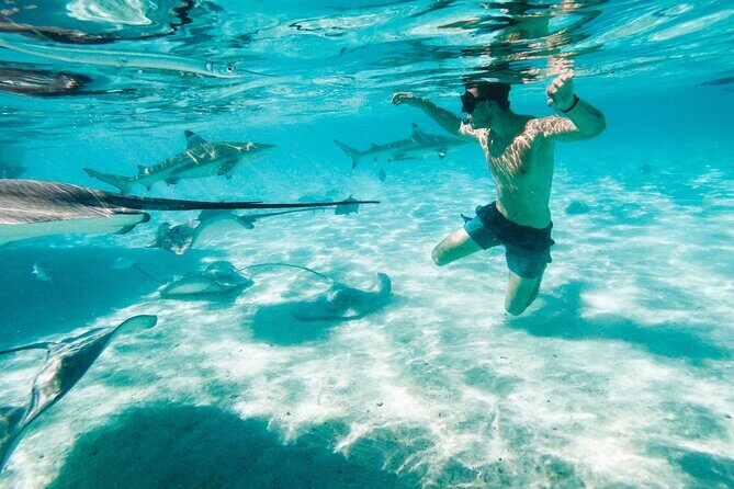Lagoon and Wildlife Discovery on a Private Boat in Moorea - An In-Depth Look at the Lagoon and Wildlife Discovery Tour