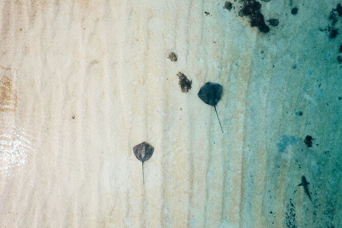 Lagoon Exploration and Snorkeling in Moorea - Who Is This Tour Best For?