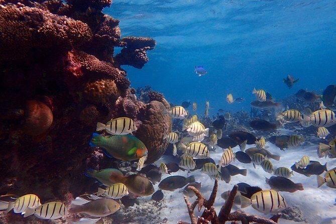 Lagoon Explorer - Ningaloo Reef Full-Day Kayaking and Snorkeling Adventure - Who Should Book This Tour?