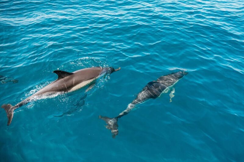Lagos: Dolphin Watch Tour with Professional Marine Biologist - Why This Tour Offers Great Value