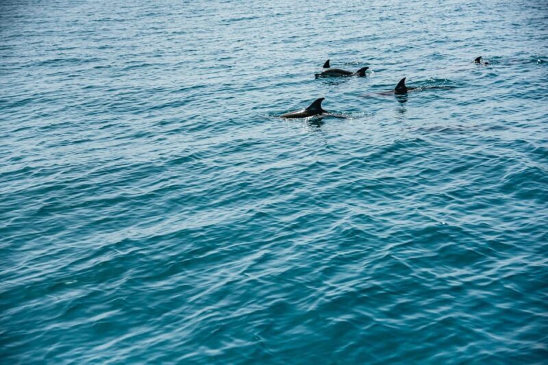 Lagos: Dolphin Watch Tour with Professional Marine Biologist - Final Thoughts