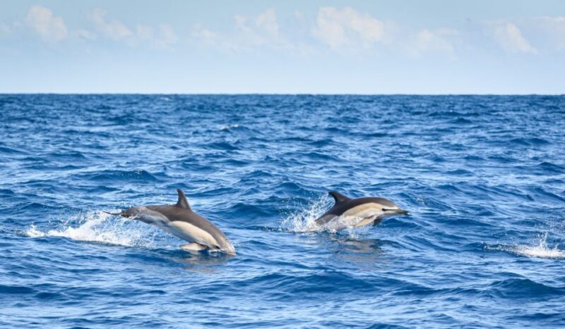 Lagos: Dolphin Watching Half-Day Cruise & Water Activities - Starting Point and Overall Logistics