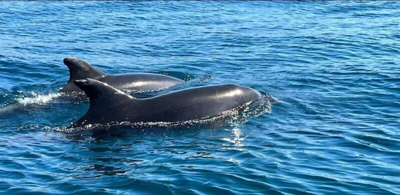 Lagos: Dolphin Watching Tour - Overview