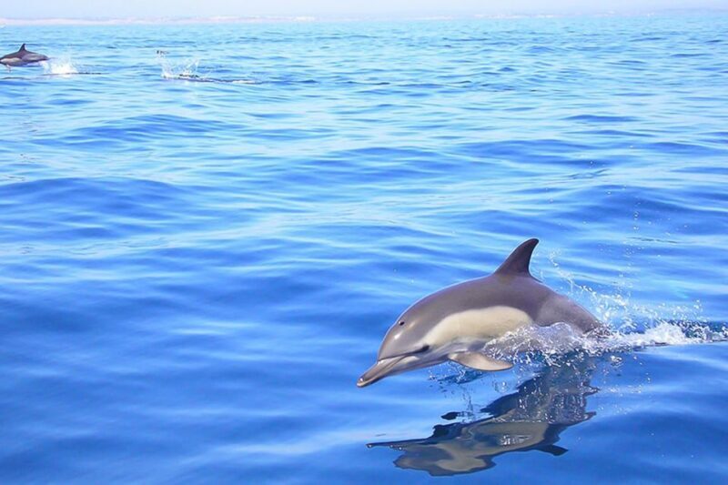 Lagos: Dolphin Watching with Professional Marine Biologists - An In-Depth Look at the Dolphin Watching Tour