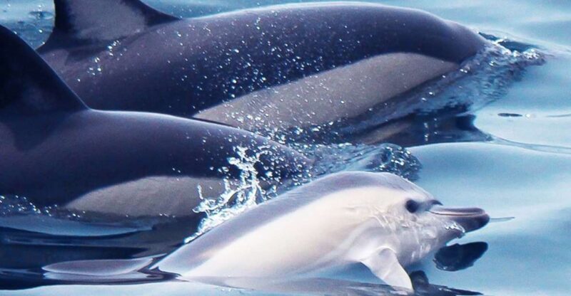 Lagos: Dolphin Watching with Professional Marine Biologists - Who Should Consider This Tour?