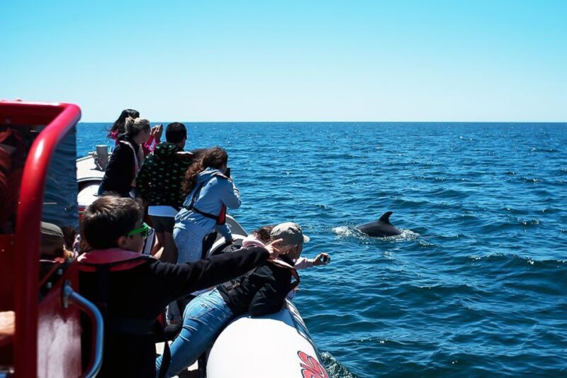 Lagos: Dolphin Watching with Professional Marine Biologists - Frequently Asked Questions