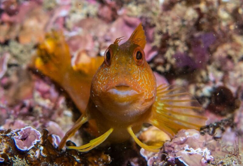 Lagos: Guided Scuba Diving Trip for Beginners - Key Points