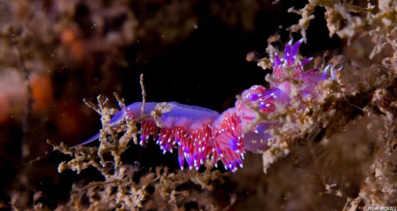 Lagos: Guided Scuba Diving Trip for Beginners - The Feedback from Participants