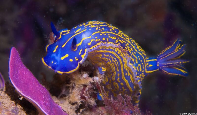 Lagos: Guided Scuba Diving Trip for Beginners - FAQ