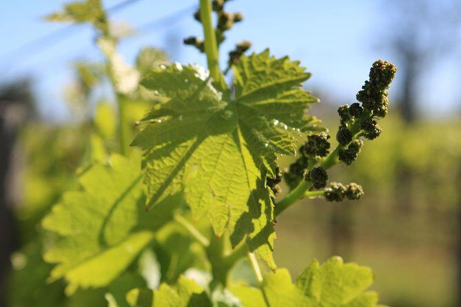 Lagos, Portimão & Carvoeiro: Wine Tasting, Tapas & Music Tour - Final Thoughts