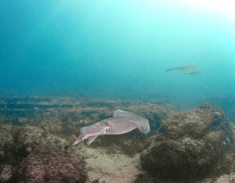 Lagos: Scuba Diving Experience for Beginners - FAQs