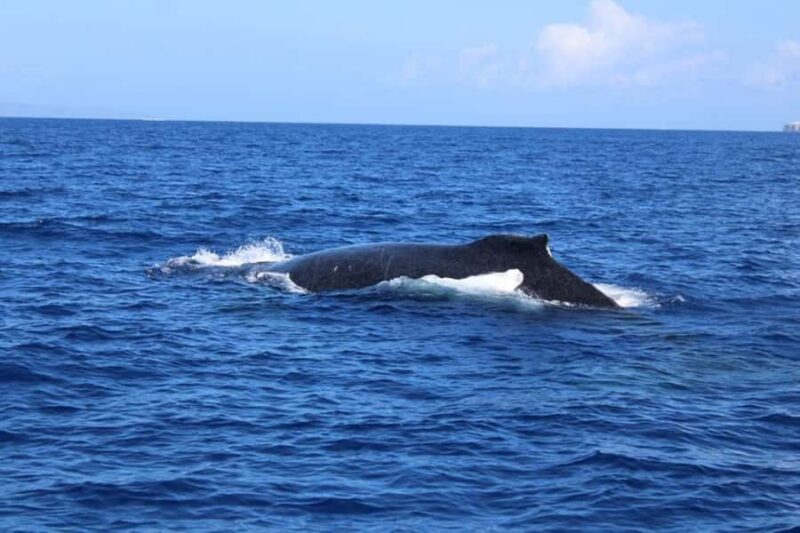 Lahaina: Humpback Whale Watching Cruise - Key Points