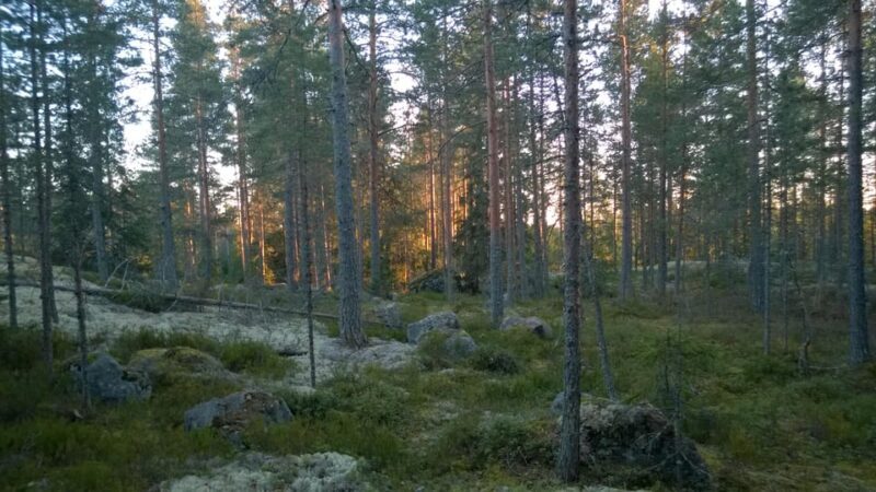 Lahti: Guided Hiking Tour to Kalliojärvi Lake - Who Would Enjoy This Experience?