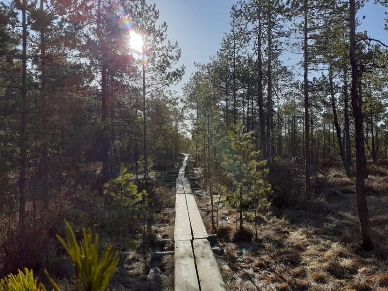 Lahti: Guided Nature Walk The Heart of The Swamp - Key Points