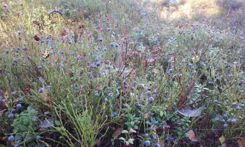 Lahti: Guided Nature Walk The Heart of The Swamp - A Deep Dive into the Lahti Guided Nature Walk: What You Can Expect
