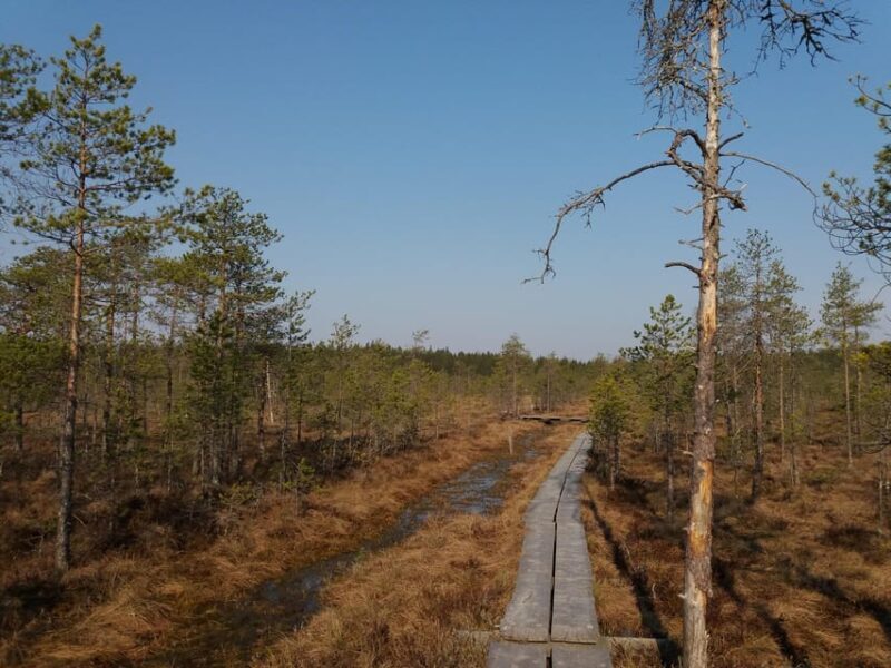 Lahti: Guided Nature Walk The Heart of The Swamp - Who Would Love This Tour?
