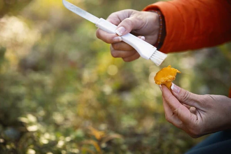 Lahti: Wild Food Foraging Tour with Tastings - Key Points