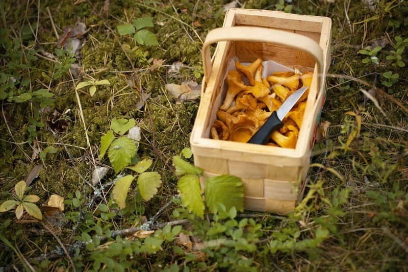 Lahti: Wild Food Foraging Tour with Tastings - What the Tour Entails: From Identification to Tasting