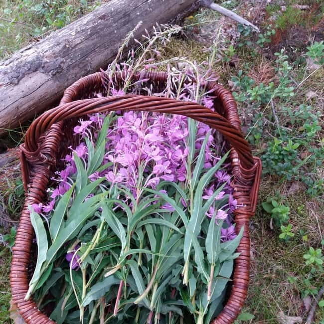 Lahti: Wild Food Foraging Tour with Tastings - Picking and Cleaning: Turning Nature into Tastes