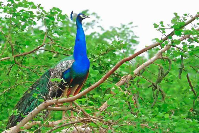 Lahugala Kitulana National Park Private Safari - Introduction