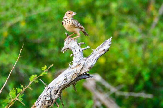 Lahugala Kitulana National Park Safari with Naturalist - Key Points