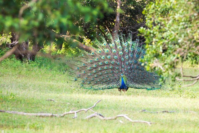 Lahugala Kitulana National Park Safari with Naturalist - Who Is This Tour Best For?