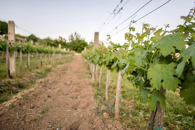 Lake Balaton Full Day Private Wine Tour - FAQ