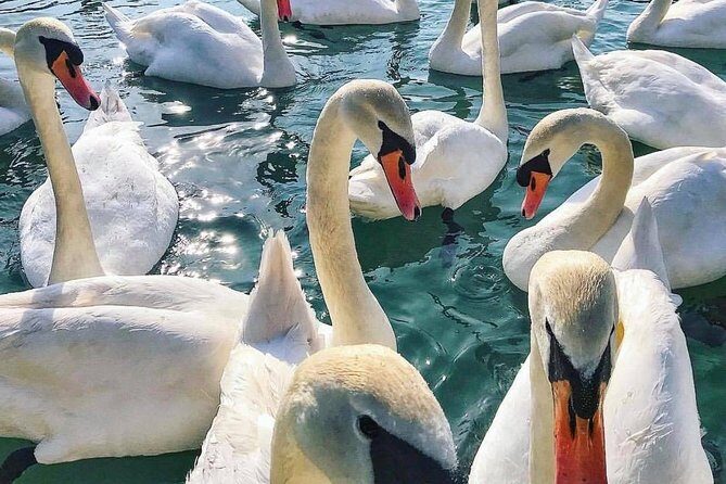 Lake Bled Tour from Ljubljana - The Sum Up