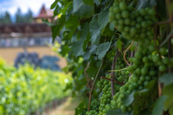 Lake Country Half Day Guided Wine Tour With 4 Wineries - Practical Tips